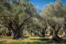 Oliivipuulehto.jpg